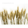 Minyak gandum organik berkualitas tinggi untuk dijual